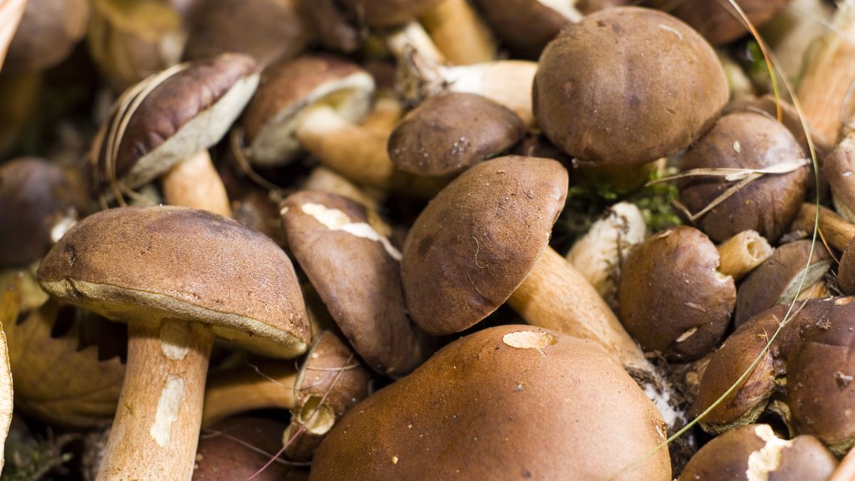 Jak skutecznie wyczyścić grzyby?