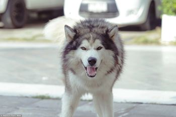 Chwile grozy na Polu Mokotowskim. Zostawiła husky bez opieki