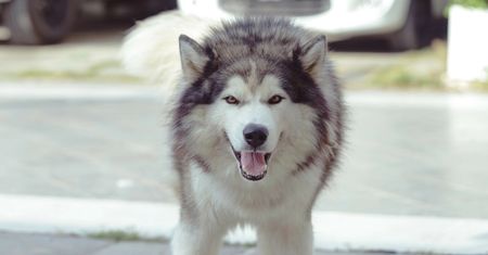 Chwile grozy na Polu Mokotowskim. Zostawiła husky bez opieki