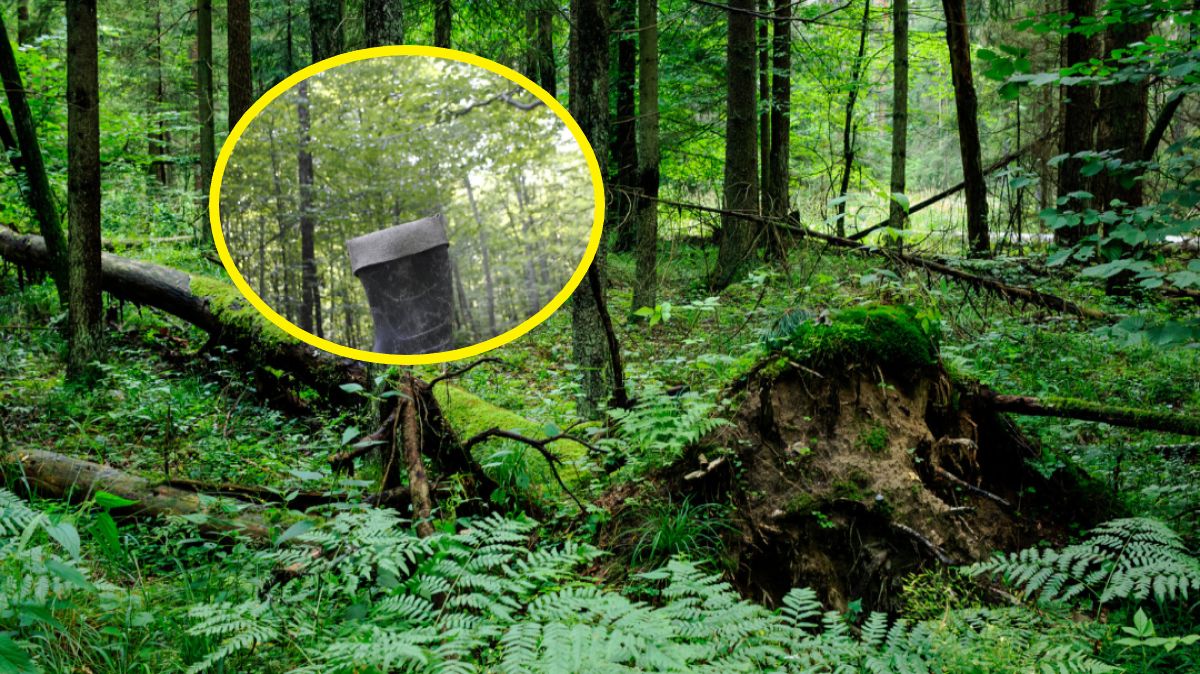 Leśnicy znaleźli to w lesie