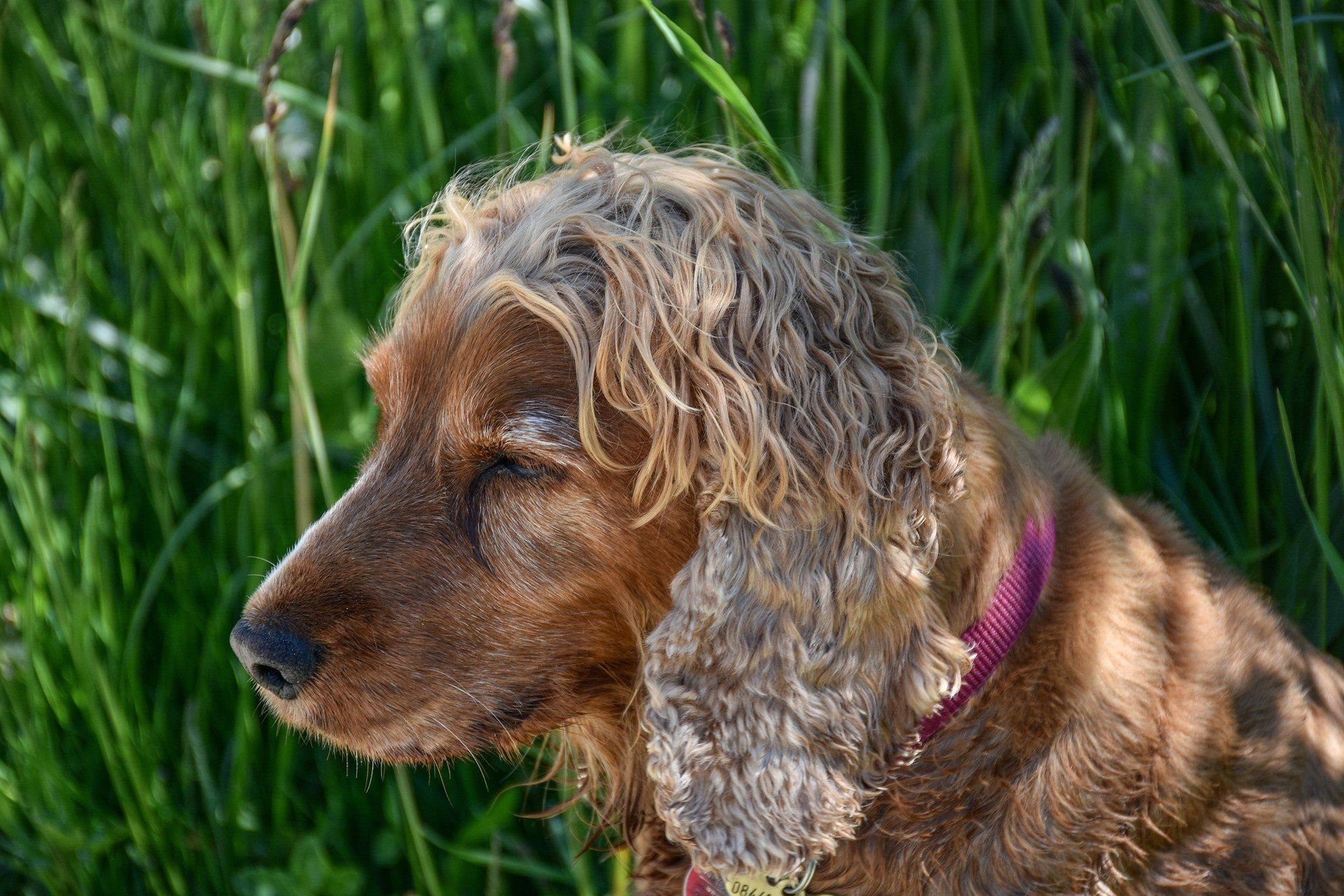 Rasy psów dla alergików
