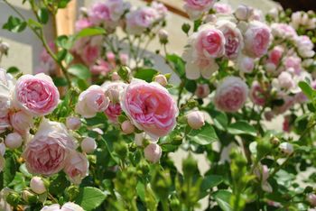 Pielęgnacja róż w kwietniu. Pamiętaj o tym, a w sezonie bujnie zakwitną