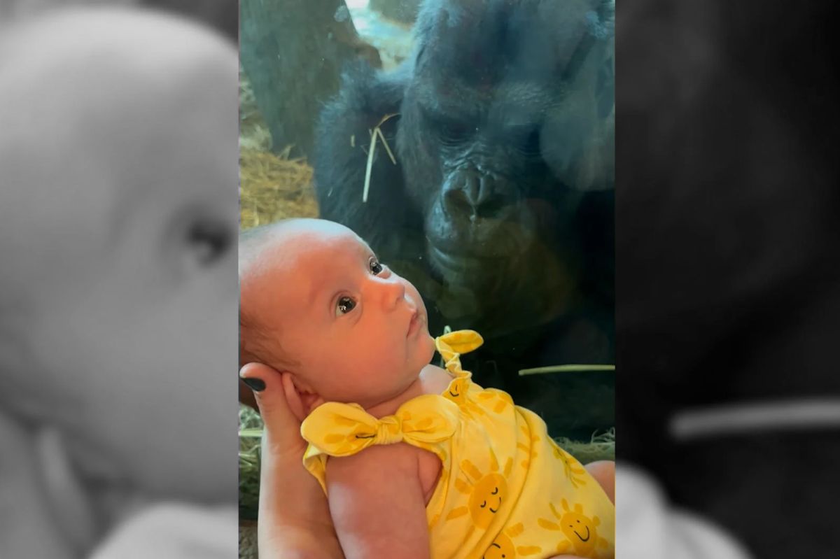 A gorilla "kissed" a girl at the zoo.