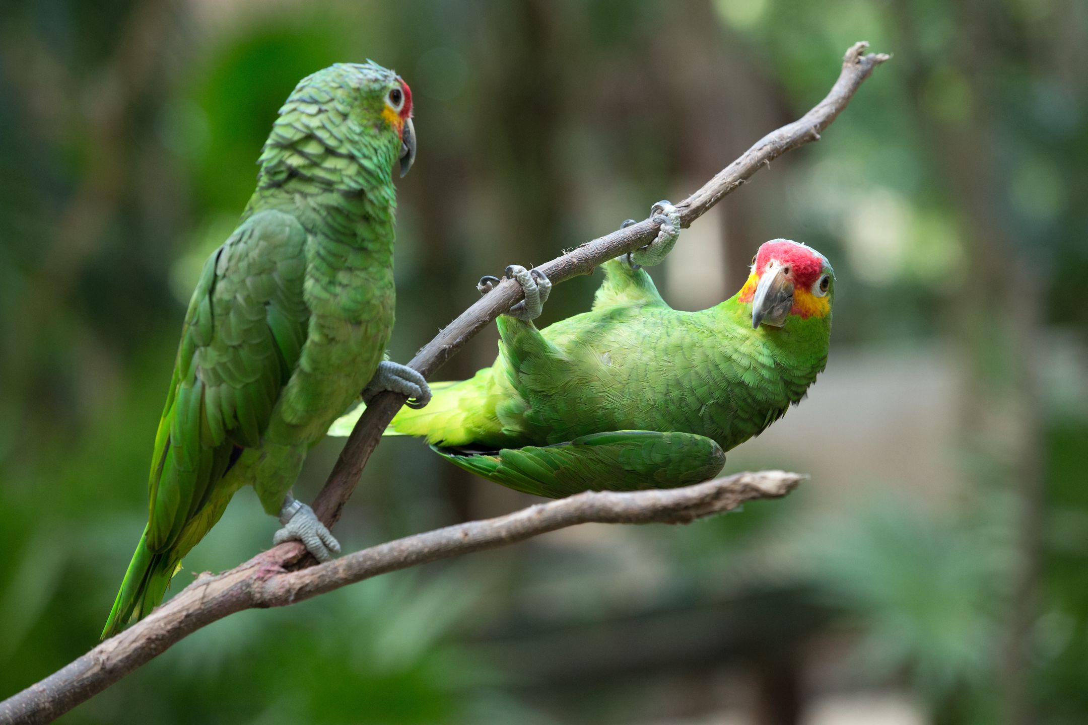 parrot bird sitting on the perch
parrot, parrots, colorful, bird, green, animal, white, isolated, nature, blue, wild, beautiful, amazon, pet, tropical, wildlife, exotic, background, perch, fronted, color, eclectus, couple, beauty, yellow, parrot, parrots, colorful, bird, green, animal, white, isolated, nature, blue, wild, beautiful, amazon, pet, tropical, wildlife, exotic, background, perch, fronted, color, eclectus, couple, beauty, yellow
