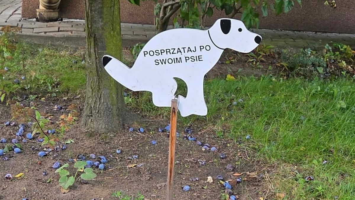 Nie chcą sprzątać po psach. Ale miasta też nie pomagają
