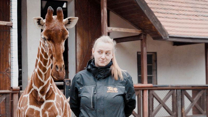 Wrocław. Mała żyrafa w ZOO. W okolicach świąt pokaże się zwiedzającym