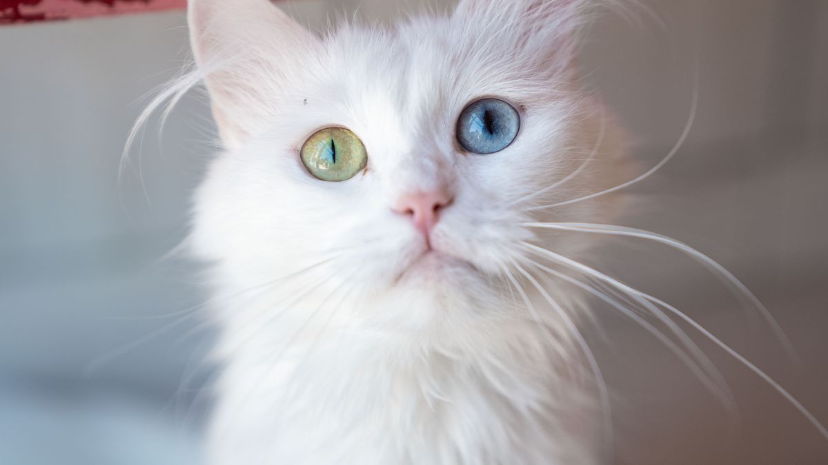 ANKARA, TURKIYE - AUGUST 06: A Turkish Angora is seen in Ankara, Turkiye on August 06, 2025, as International Cat Day, launched by the International Fund for Animal Welfare (IFAW) in 2002 and celebrated annually on August 8, raises awareness about cat protection through various events. Worldwide, efforts continue to protect endangered wild cat species and maintain genetic purity in domestic breeds through controlled breeding programs. Among protected species is Turkiye's iconic Ankara (Turkish Angora) cat, known for its long, shiny fur and distinctive eye colors. The Ankara Cat Protection, Survival and Promotion Center at Ankara University Veterinary Faculty houses these cats in safe conditions, breeds them through careful pairing, and helps them find new homes. (Photo by Betul Abali/Anadolu via Getty Images)