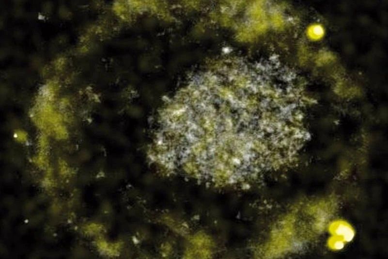 Przełomowe odkrycie w nauce. Bakterie, które wydalają złoto