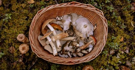 Grzyby nie dla wszystkich – kto powinien unikać ich spożywania?