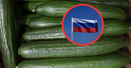 "Nieuczciwe". Ogórki z Rosji zalewają Polskę. Ogrodnicy grzmią