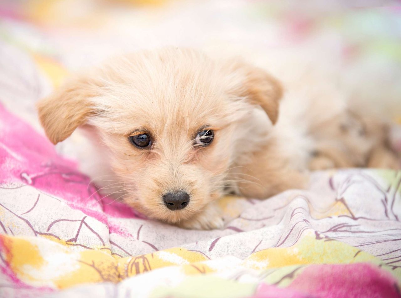 Dlaczego psy kopią w pościeli? Odkryj tajemnicę instynktu