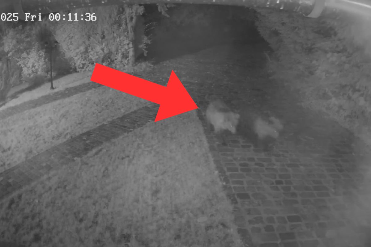 Weszły na teren prywatny. Niedźwiedzie przeraziły gospodarzy