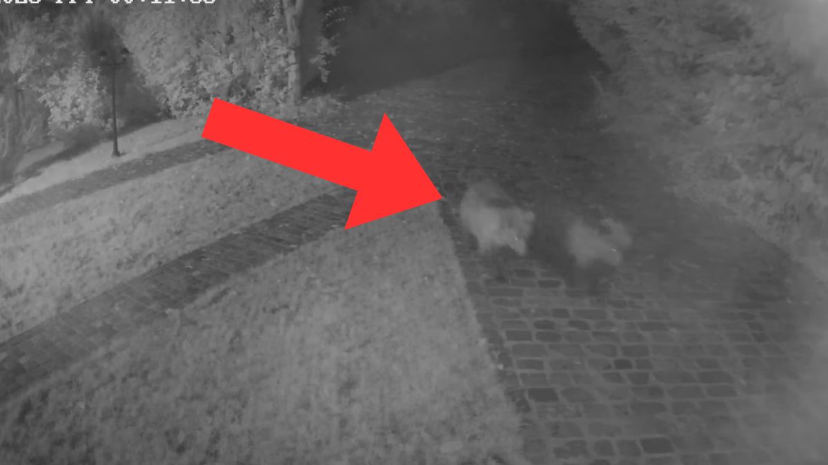 Niedźwiedzie weszły na teren prywatnej posesji w Zakopanem.