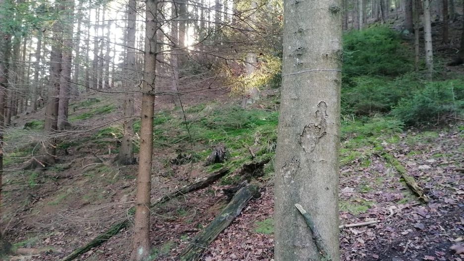 Lasy Państwowe