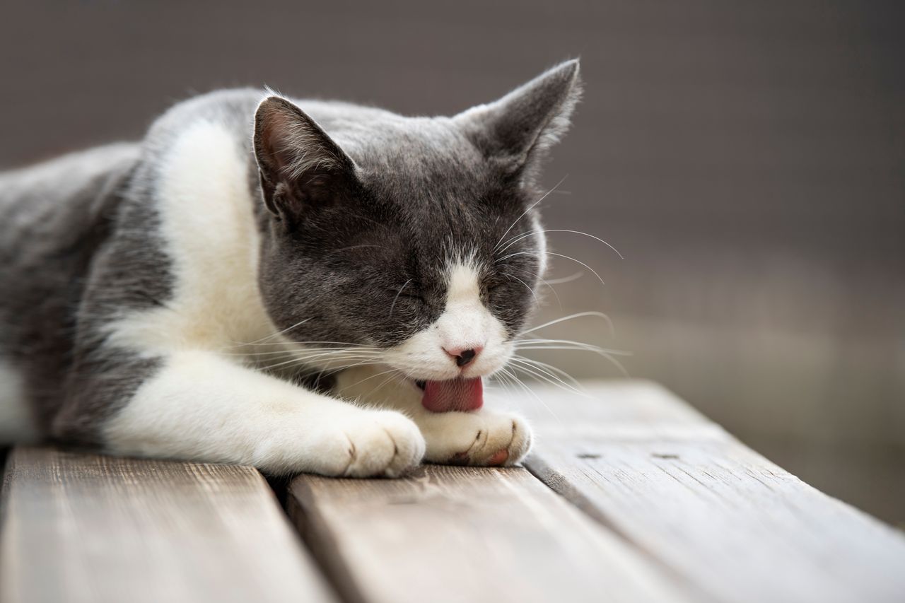 A close-up of a cat's tongue. "This looks terrifying"