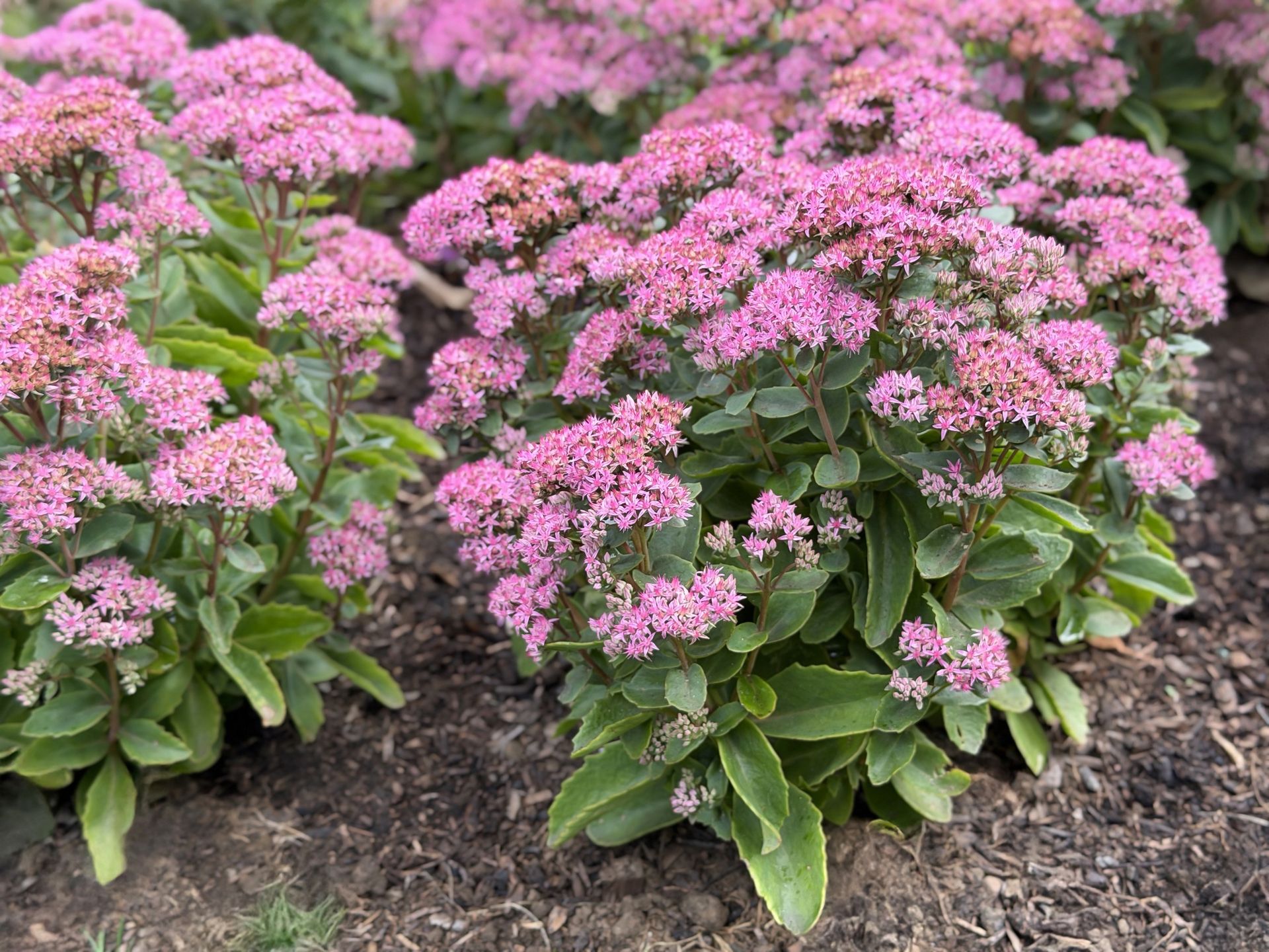 Image of pink summer Sedum flowers, stonecrop plant in garden, perennial flowering succulentStock photo shows clusters of pink summer Sedum flowers rise above fleshy foliage on a stonecrop plant in the garden. This perennial flowering succulent creates a colourful seasonal display, combining delicate blooms with compact growth and distinctive leavesmtreasure
