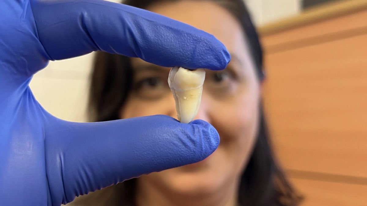 Wyhodowali ludzki ząb w laboratorium