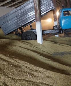 Zboże z Ukrainy zalało Polskę. Pierwsi podejrzani o oszustwa