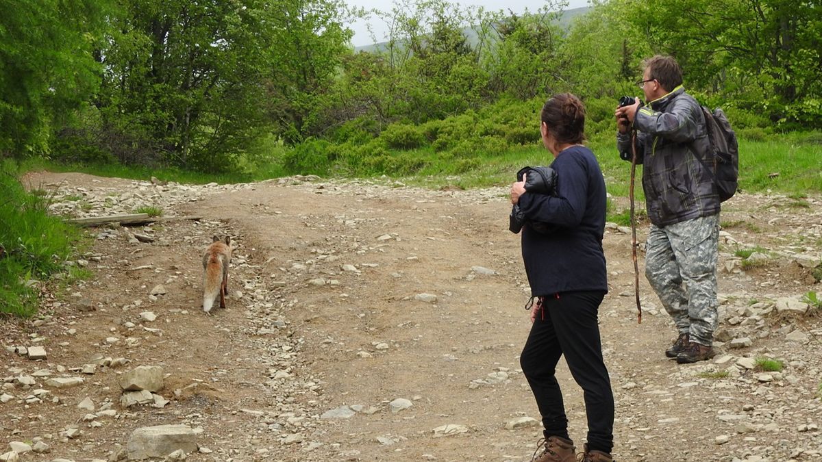 Lisy pogryzły turystów w Bieszczadach