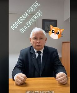 Kaczyński na TikToku wzywa do poparcia ustawy. PiS rusza z akcją #StopFurChallenge