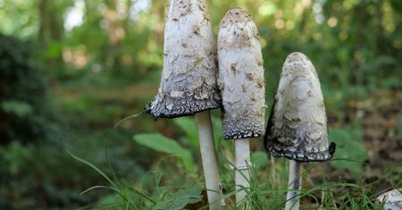 Polacy omijają, bo myślą, że są niejadalne. Uduszone na masełku smakują jak kanie