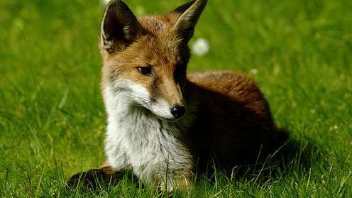 Mozilla ma pomysł na skrócenie czasu startu Firefoksa o połowę 1