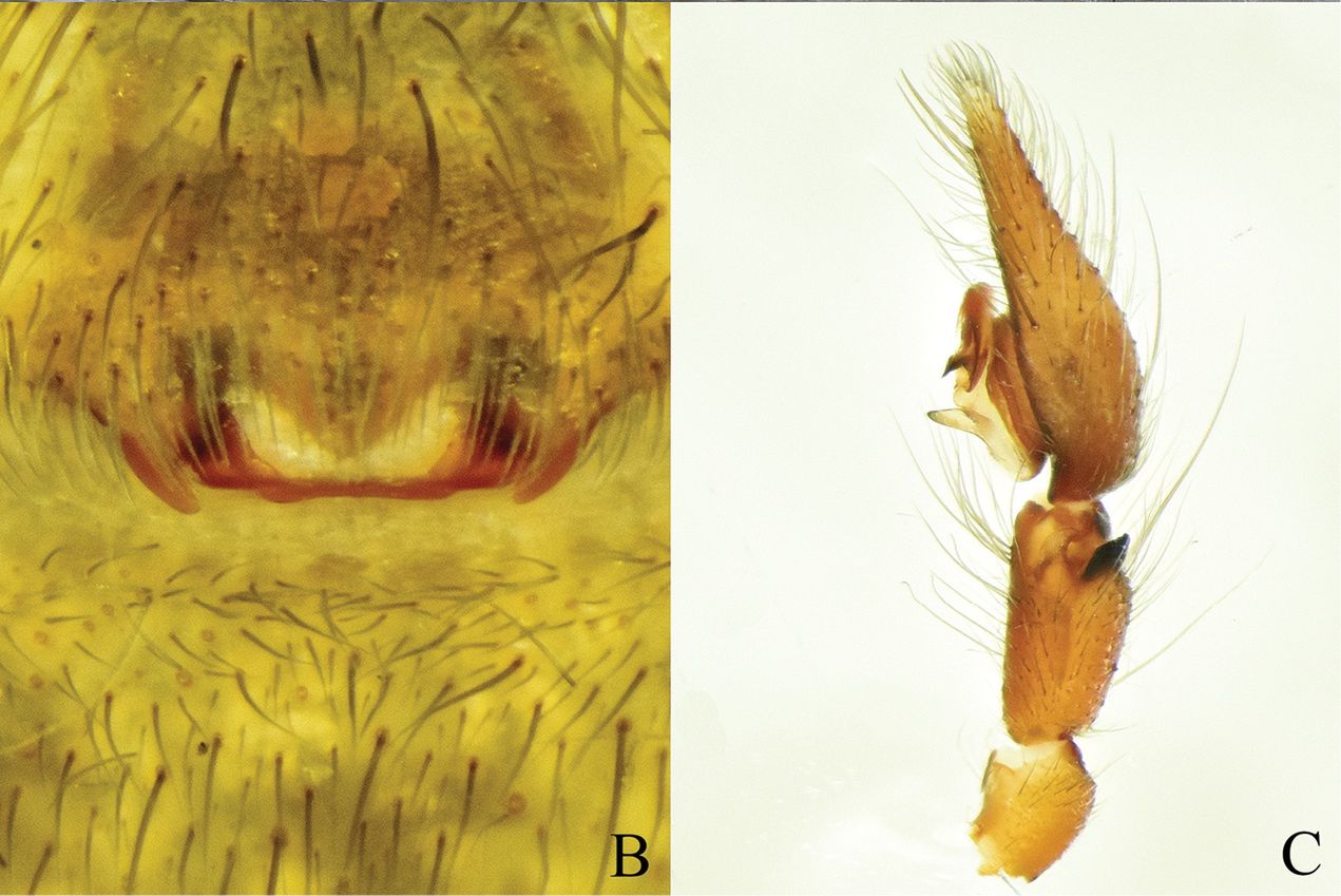 111 tys. pajęczaków żyje tam w całkowitej ciemności