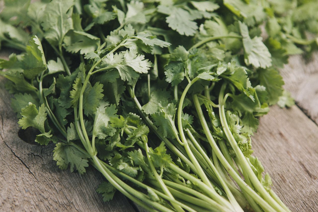 Cilantro, the flavorful spice that kick-starts your health and coffee