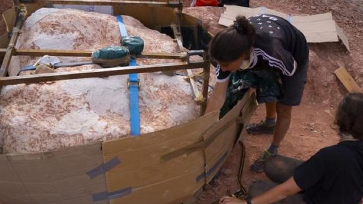 Odnaleziona jaja należą do dinozaura.