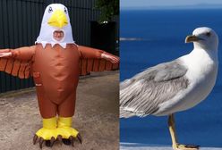 Zatrudniają ludzi do przebierania się za orły i odstraszania mew