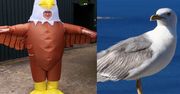 Zatrudniają ludzi do przebierania się za orły i odstraszania mew
