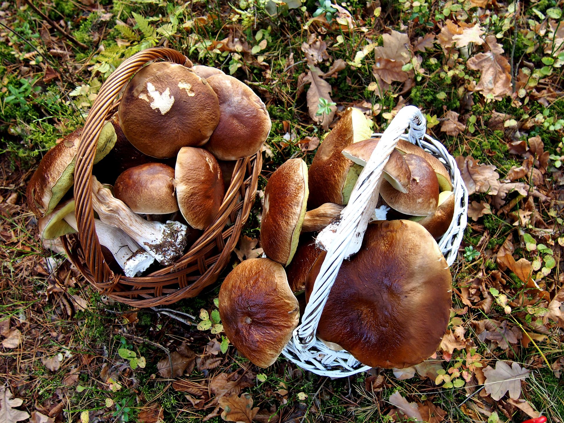 OLYMPUS DIGITAL CAMERAgrzyb, bory, boletus, prawdziwki, jedzenie, borowik, jadalne, szlachetny, las, grzybobranie, braun, mech, naturalny, makro, czapka, drewna, koszyk grzybów, pora roku, muchomor, swiezy, plenty of wild mushrooms