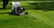 Częsty błąd w czasie koszenia. Trawnik bardzo tego nie lubi