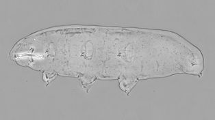 Przetrwają wiele. Mają wyjątkowe białko
