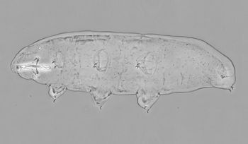 Przetrwają wiele. Mają wyjątkowe białko