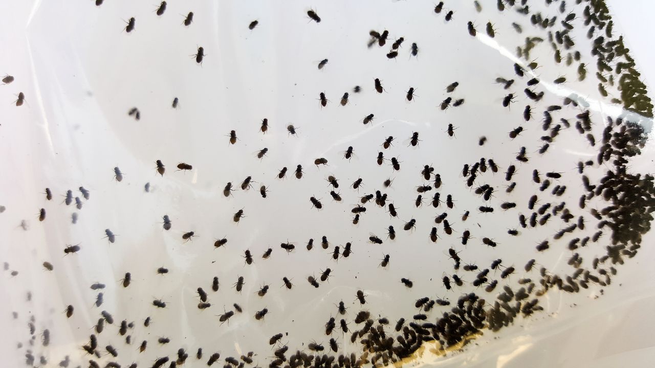 Reaguj, gdy zauważysz choć jedną w domu. Po chwili będą ich tysiące