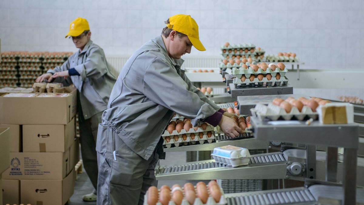 jajka
Ryki, 21.03.2016. Ferma drobiu w Rykach, 21 bm. Na kilka dni przed Wielkanoc� w zak�adzie panuje wzmo�ony ruch. Ferma ka�dego dnia produkuje oko�o 150000 jajek staraj�c si� zaspokoi� wi�kszy w tym okresie popyt na jaja. (wp/mgut)
PAP/Wojciech Pacewicz
Wojciech Pacewicz
drobiu, dr�b, ferma, hodowla, jajek, jajka, jajko, produkcja, rolnictwo, swieta wielkanocne, Wielkanoc, wylegarnia, zak�ad, pracownicy, pracownik