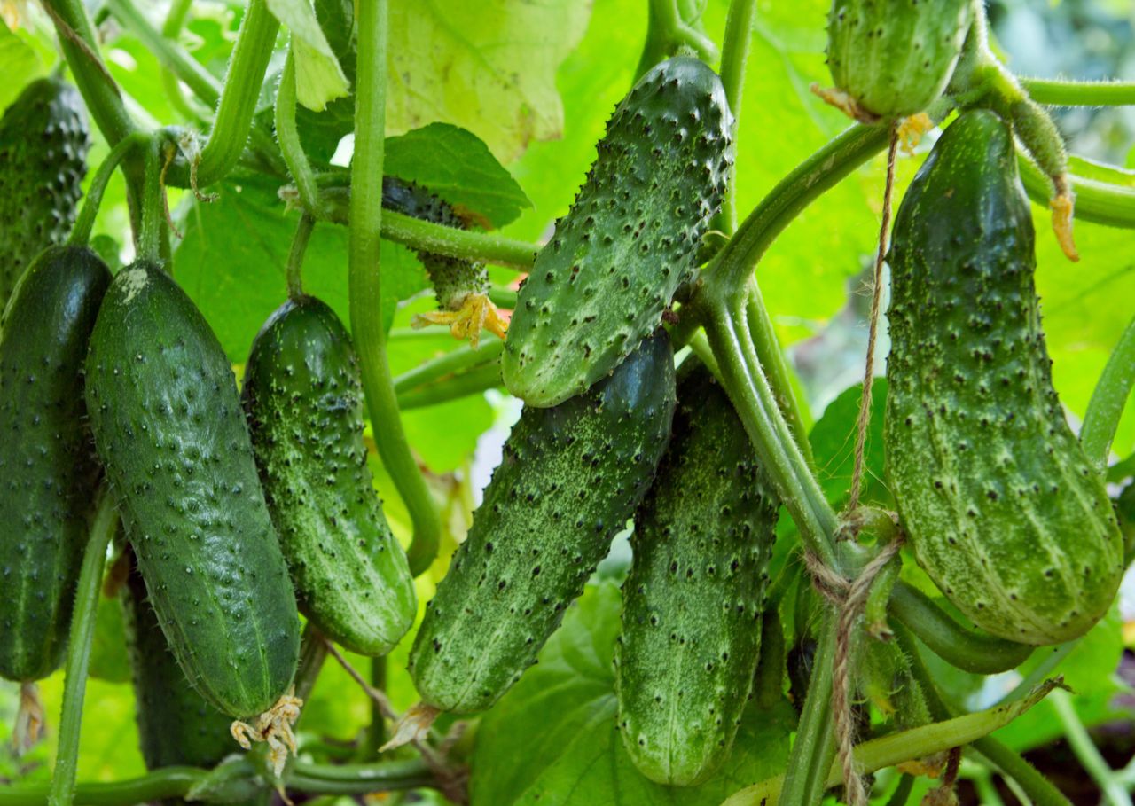 Eco-friendly ash fertiliser boosts cucumber harvests