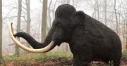 Teorie na temat mamutów do poprawki. Przeprowadzono eksperyment