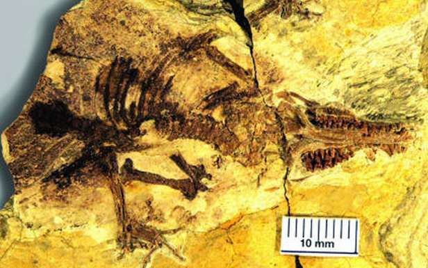 Juramaia sinensis - jurajska matka z Chin (Fot. ScienceDaily.com)