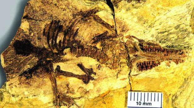 Odnaleziono najstarszego praprzodka ssaków łożyskowych. Kiedy pojawił się na Ziemi? 1