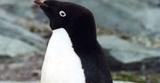 Znaleźli tu pingwina. To zwiastun nadchodzącej katastrofy