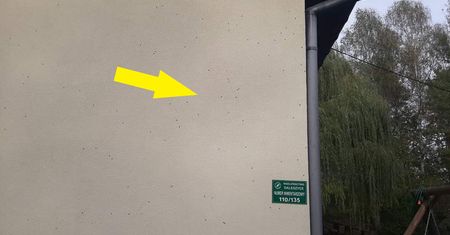 "Inwazja obcych". Leśnicy radzą, co robić, by się ich pozbyć