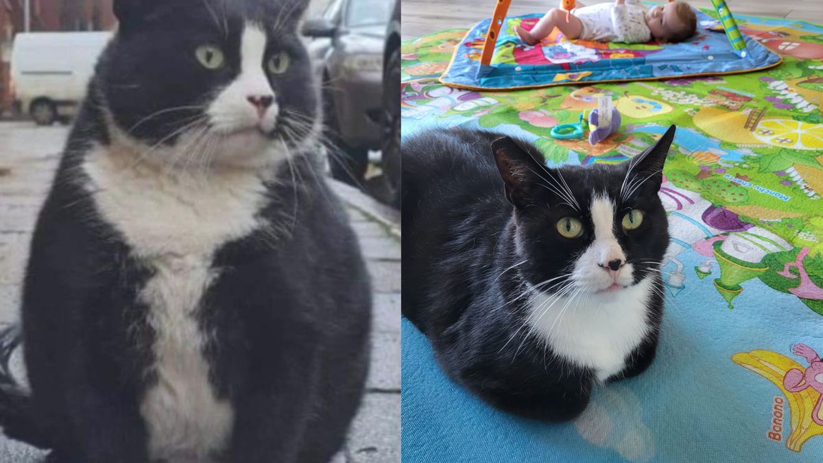 Ulubiony kot internautów już nie jest bezdomny!