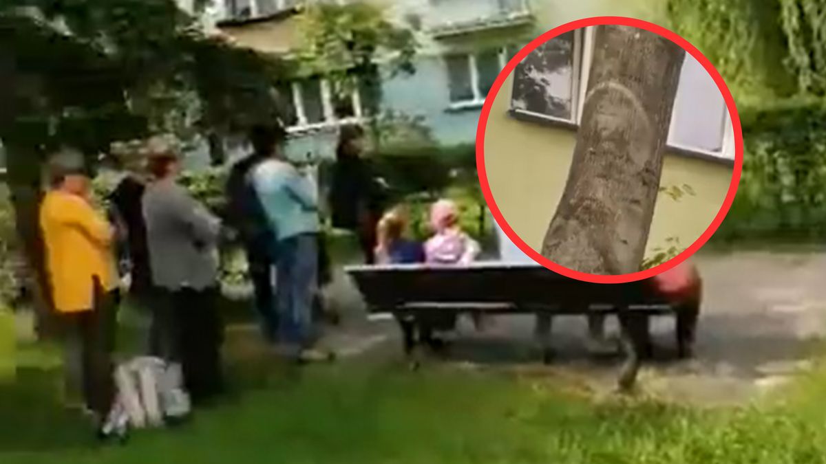 Ludzie modlą się przy drzewie, wierząc w objawienie