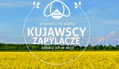 Kruszwica szuka agencji PR do obsługi akcji „Z Kujawskim pomagamy pszczołom”