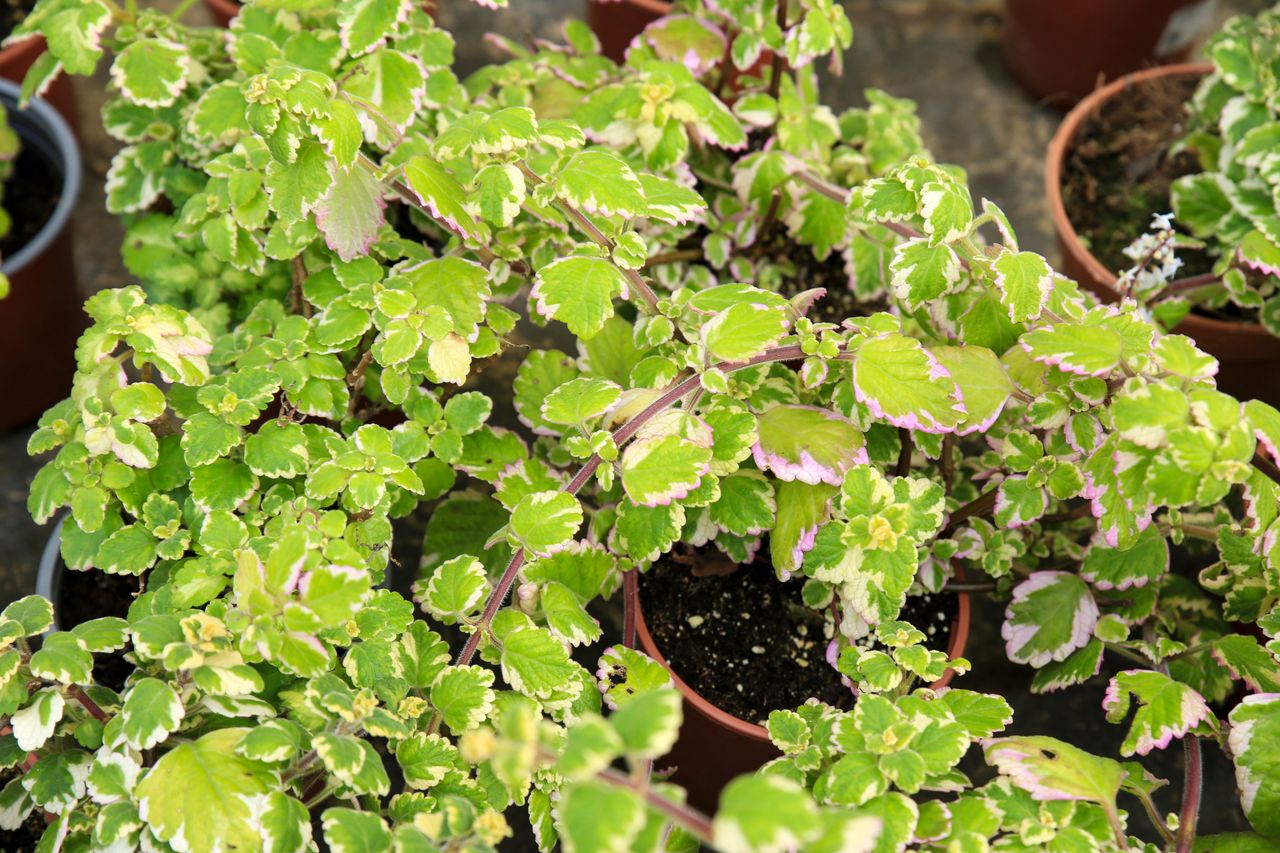 Plant lemon balm in the garden. You will repel insects and arachnids.