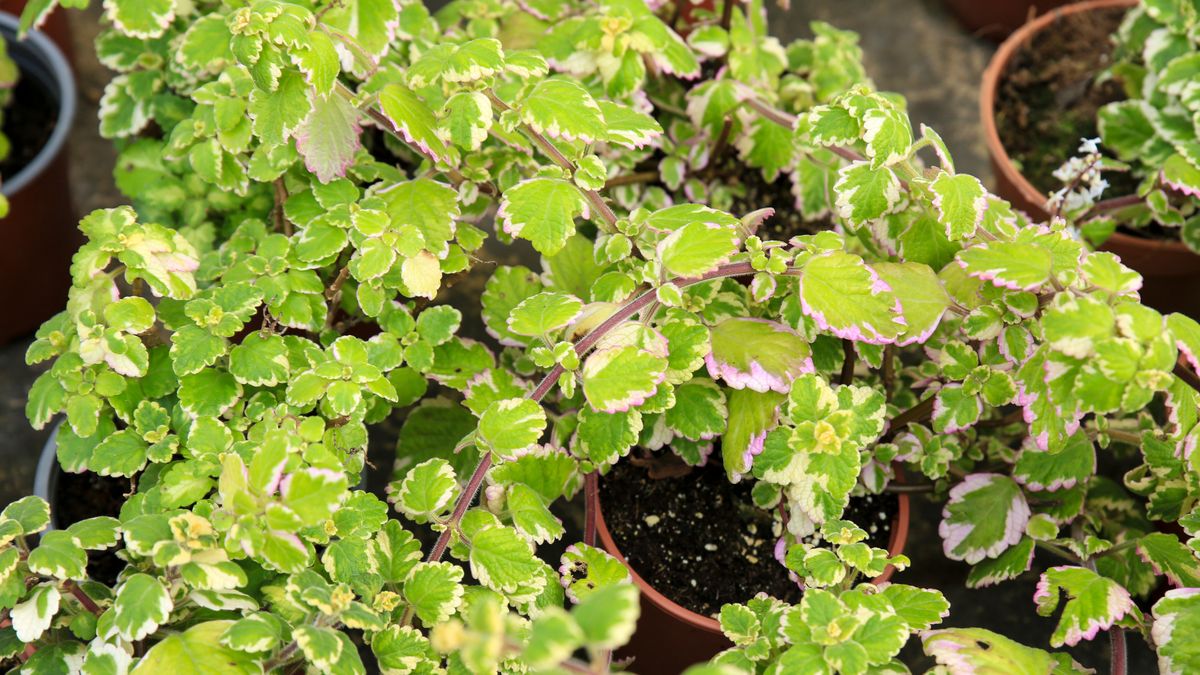 Posadź w ogrodzie komarzycę. Odstraszysz owady i pajęczaki