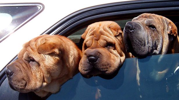 WTF dnia: japoński wynalazek dla osób, które nie znoszą sprzątać psich kup [wideo] 1