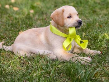 Widzisz psa z taką wstążką? Na spacerze omijaj z daleka